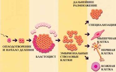 Строение типичной клетки многоклеточного организма