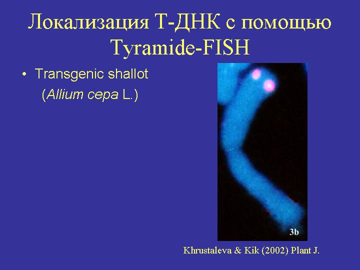 Локализация трансгена на хромосоме лука. Г.И. Карлов