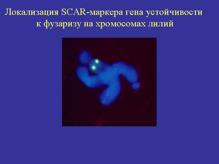 Локализация SCAR-маркера на хромосомах лилий. Г.И. Карлов