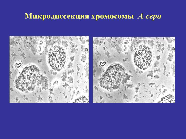 Микродиссекция хромосомы лука. Г.И. Карлов