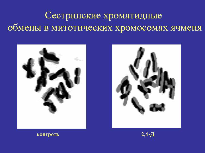 Сестринские хроматидные обмены в хромосомах ячменя. Г.И. Карлов