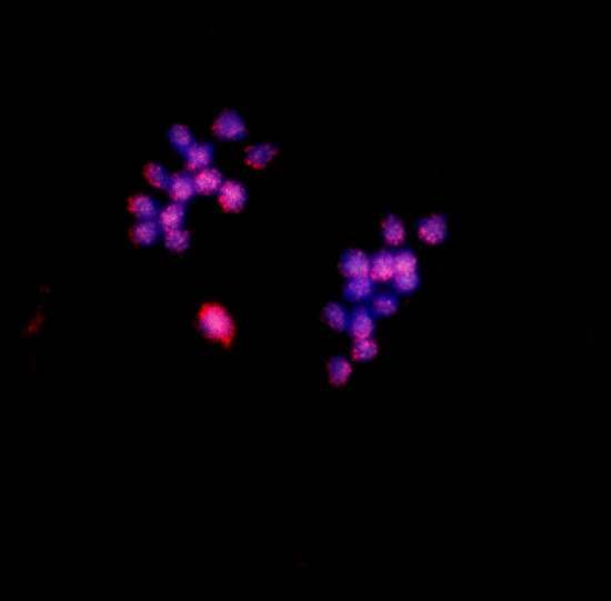 GISH мейотических хромосом МДЛ с хромосомой S.lycopersicoides (Авторы Г. Карлов и Ю. Тикунов)