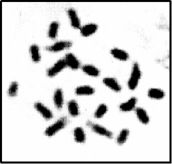 Метафазная пластинка хромосом томата (2n=24) (кафедра генетики МСХА)