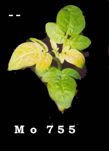 Мутантный образец томата Мо 755 (Кафедра генетики МСХА)