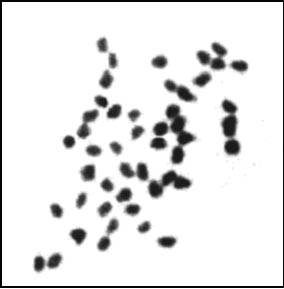 Метафазная пластинка хромосом тетраплоидного томата (2n=48) (Автор Т. Яшин)